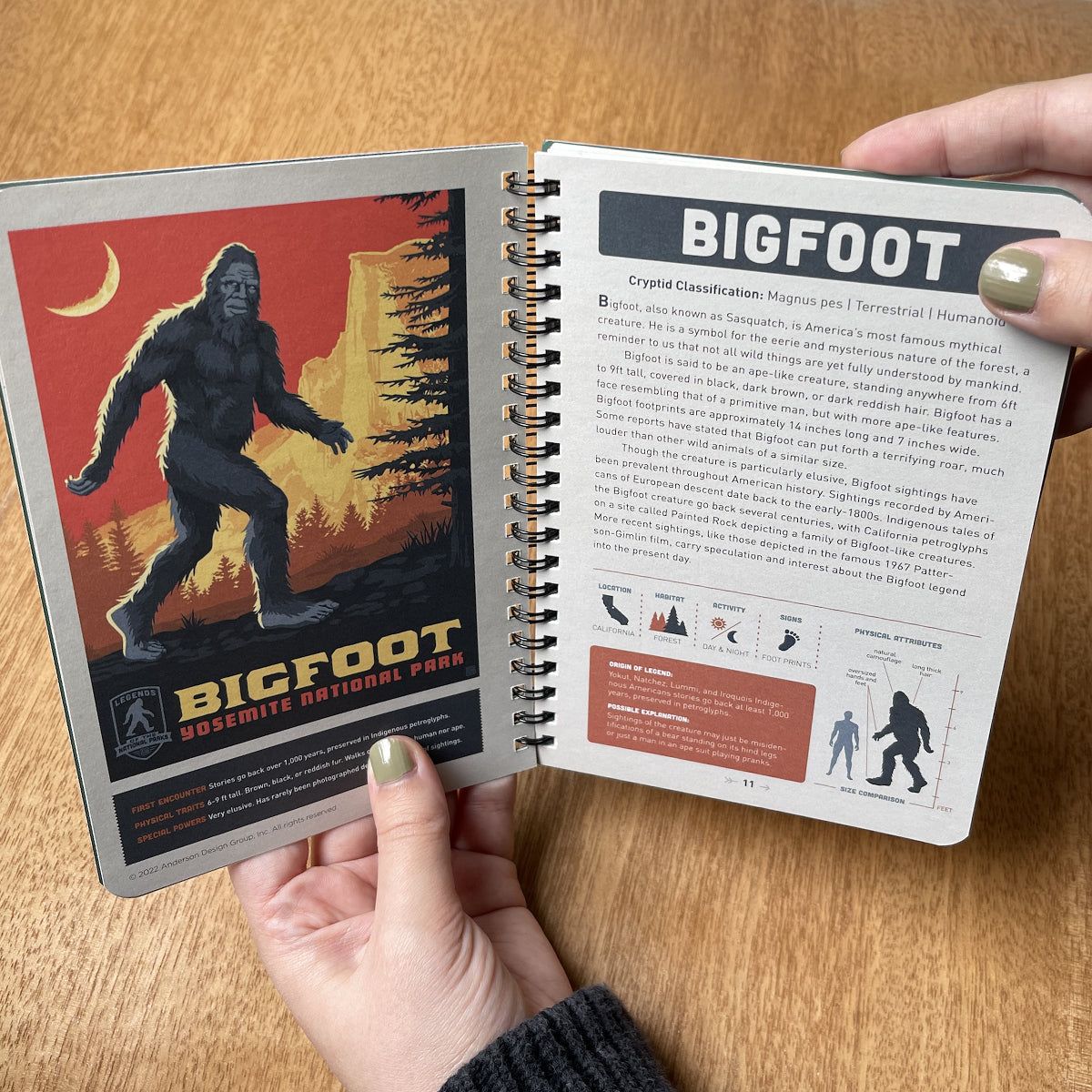 Open book with Bigfoot illustration and information on a wooden surface